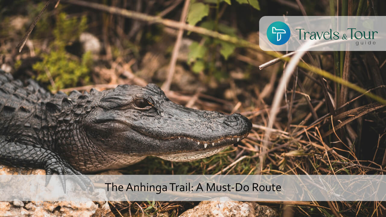 The Anhinga Trail_ A Must Do Route