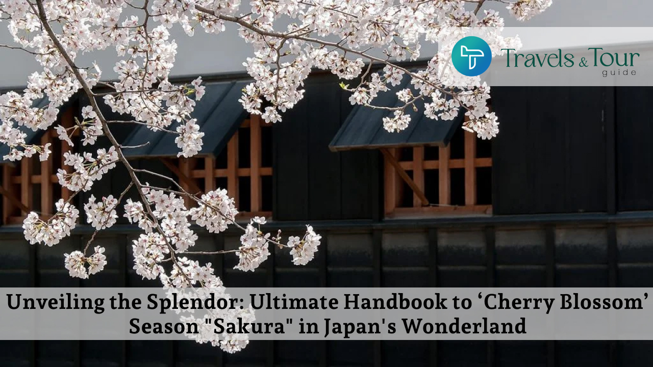 Unveiling the Splendor_ Ultimate Handbook to ‘Cherry Blossom’ Season _Sakura_ in Japan's Wonderland